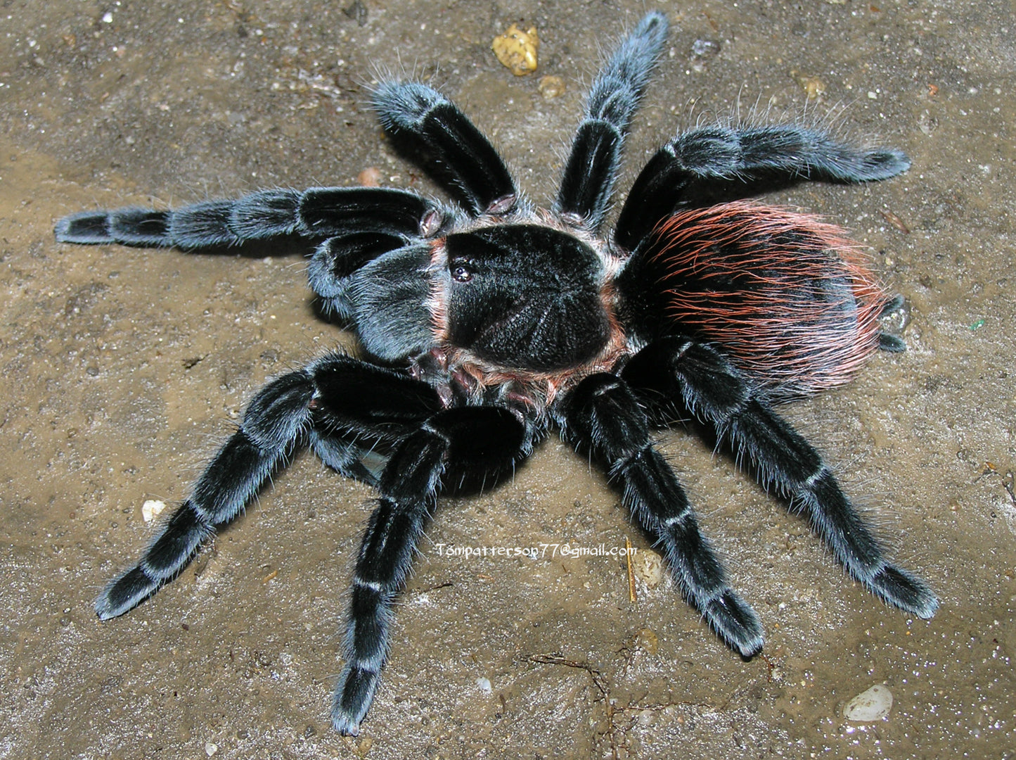 Tliltocatl vagans 1/2”
