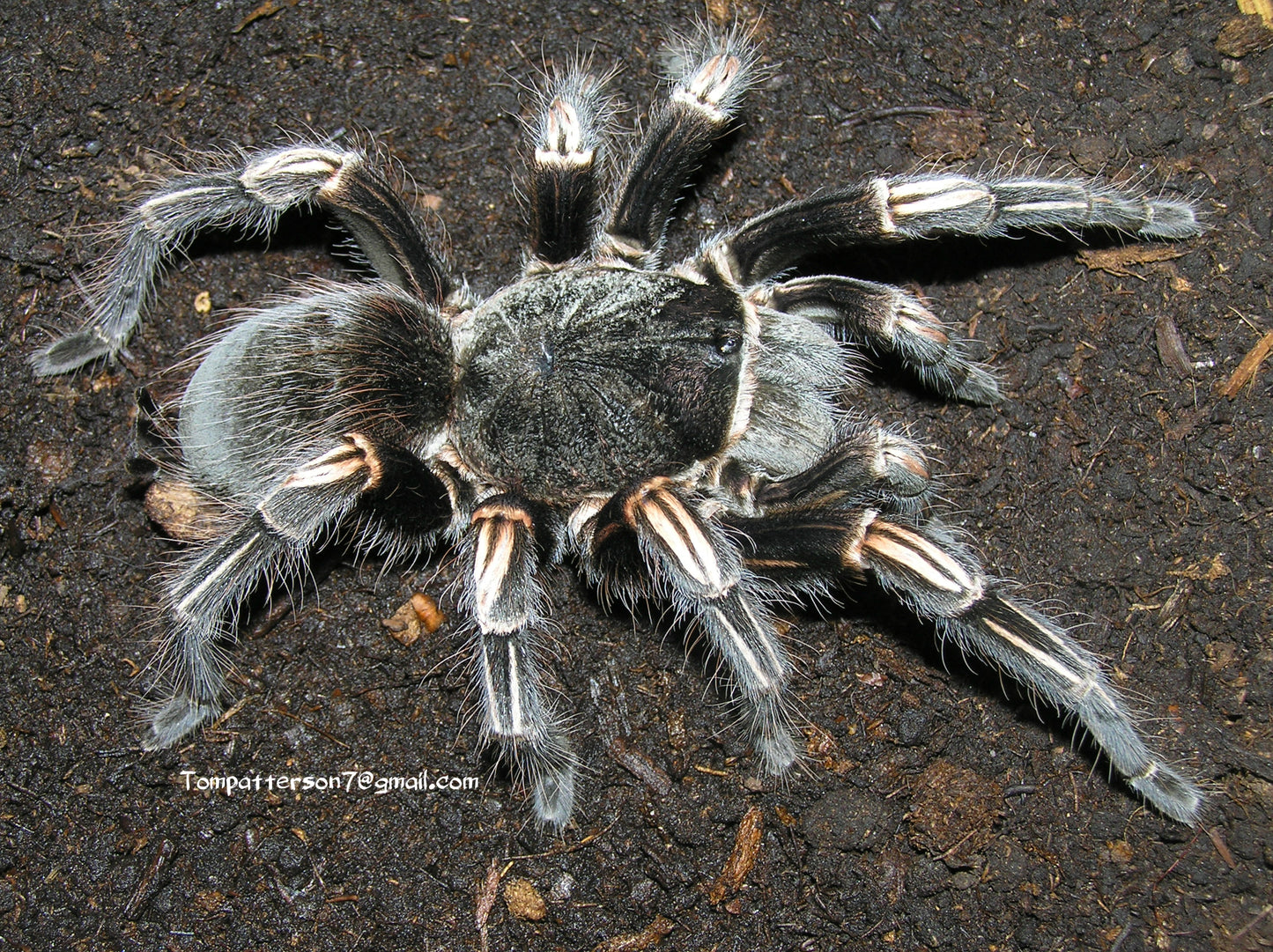 Lasiodorides striatus 1/2”