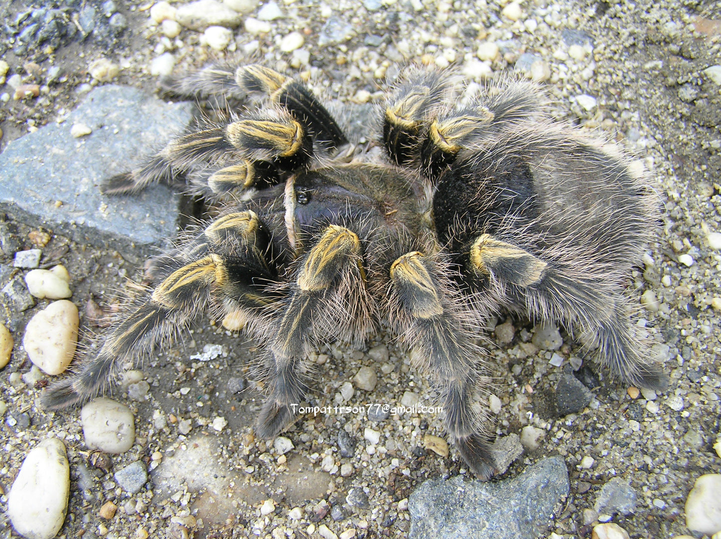 Grammostola pulchripes 1”+