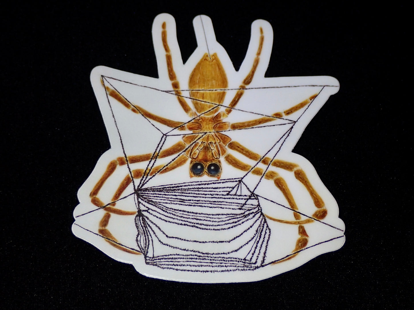 3” Vinyl stickers (Deinopis sp.)