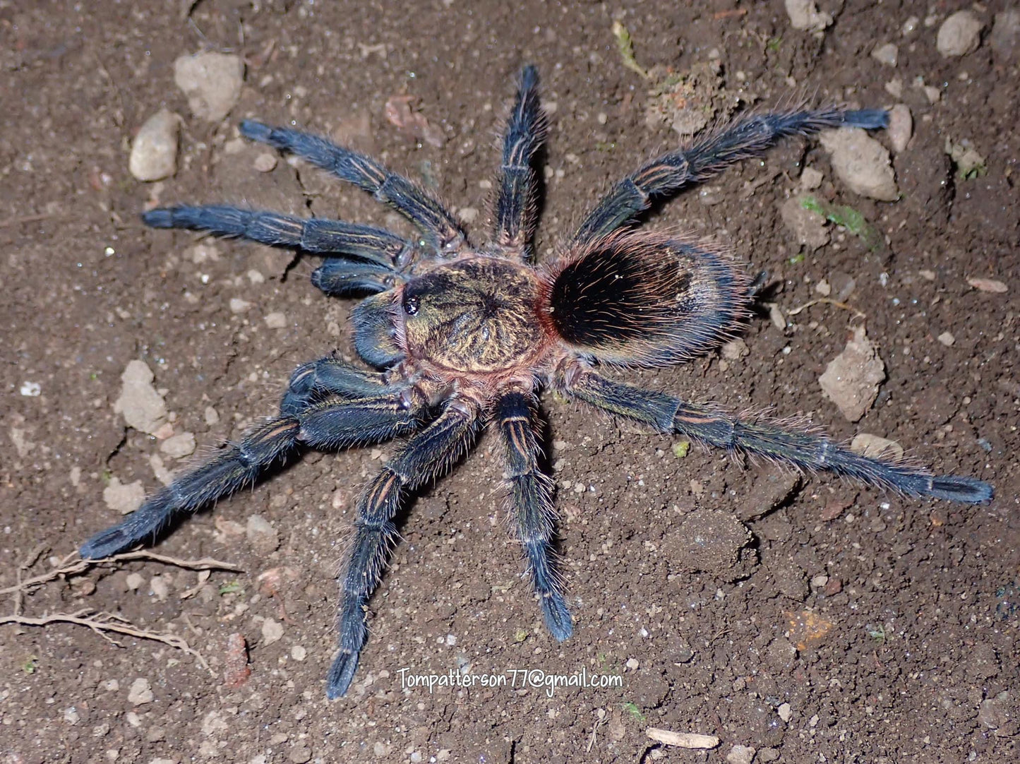 Thrixopelma pruriens 3/4”