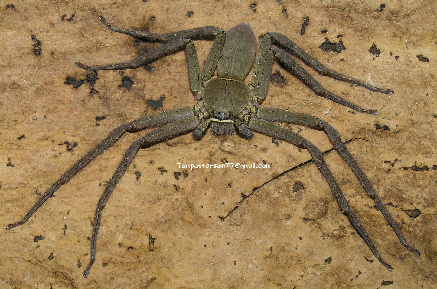 Heteropoda venatoria 2”