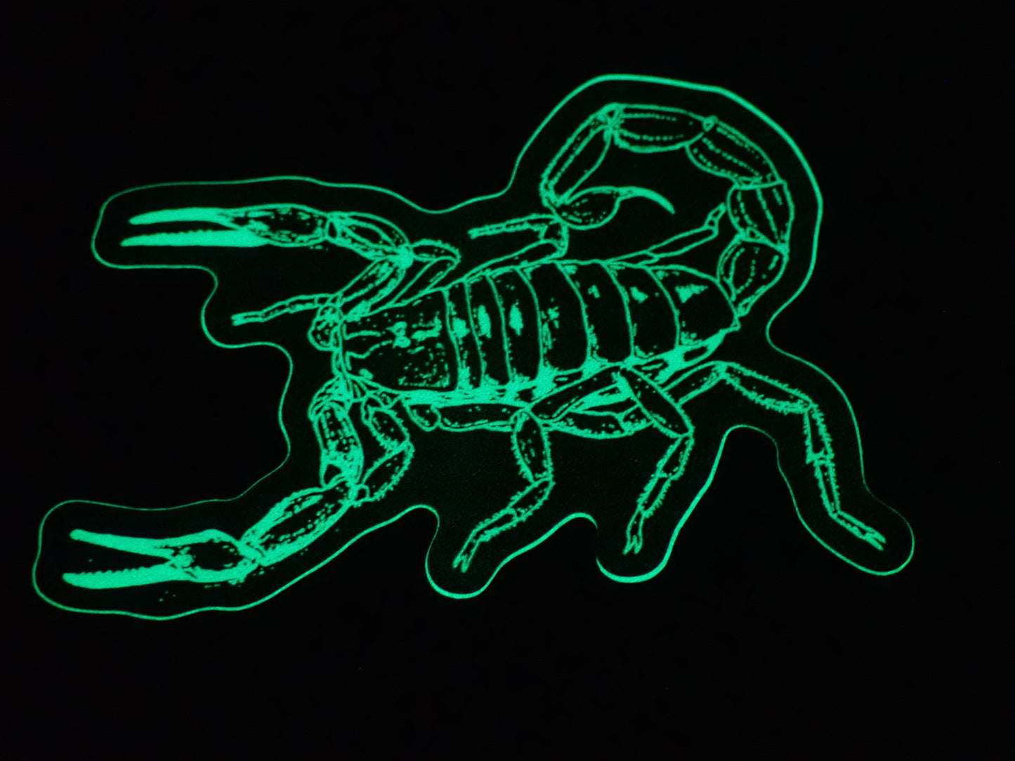 3” Vinyl stickers (Glow-in-the-dark Androctonus sp.)
