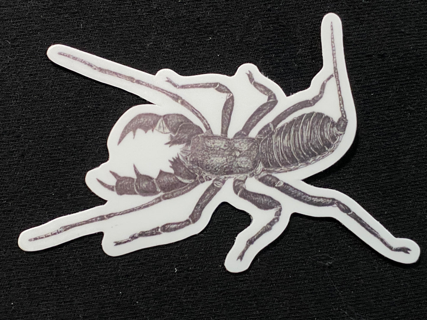 2” Vinyl stickers (Mastigoproctus sp.)