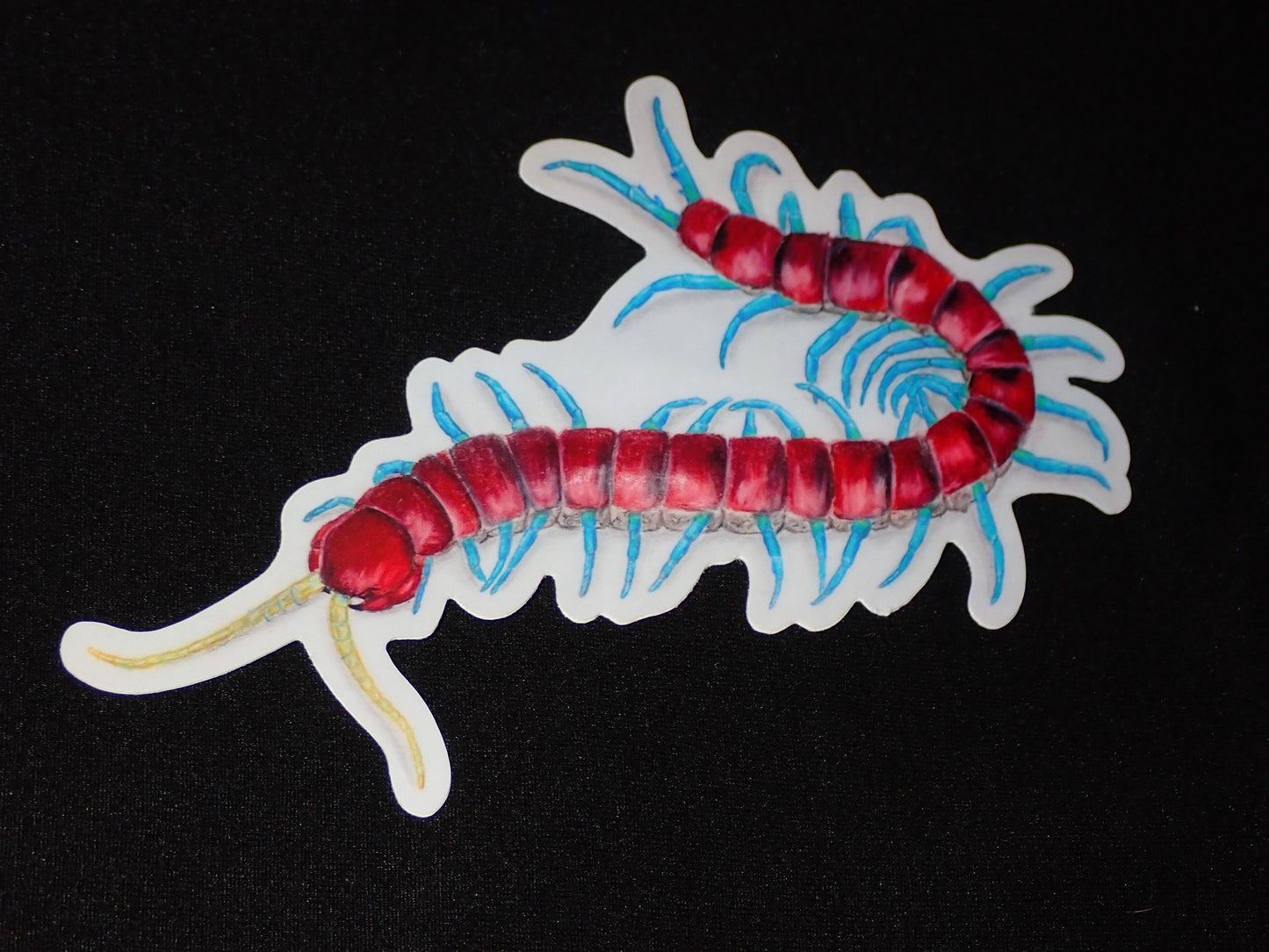 5” Vinyl stickers (Scolopendra sp. mint leg)