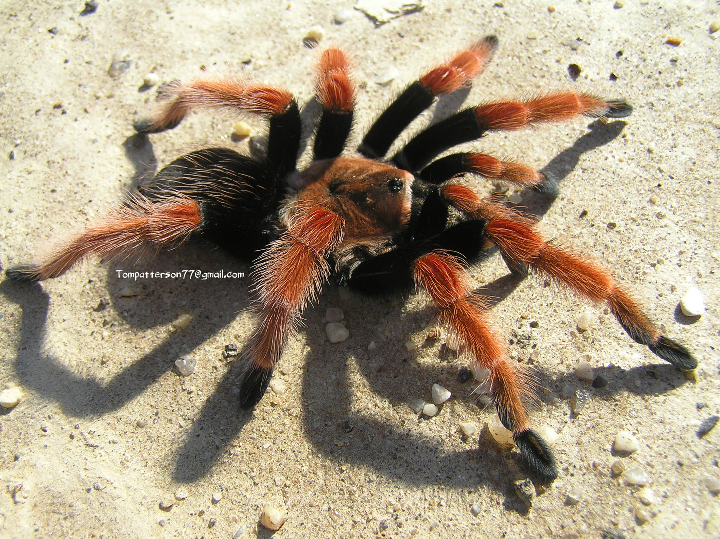 Brachypelma boehmei 1/4”