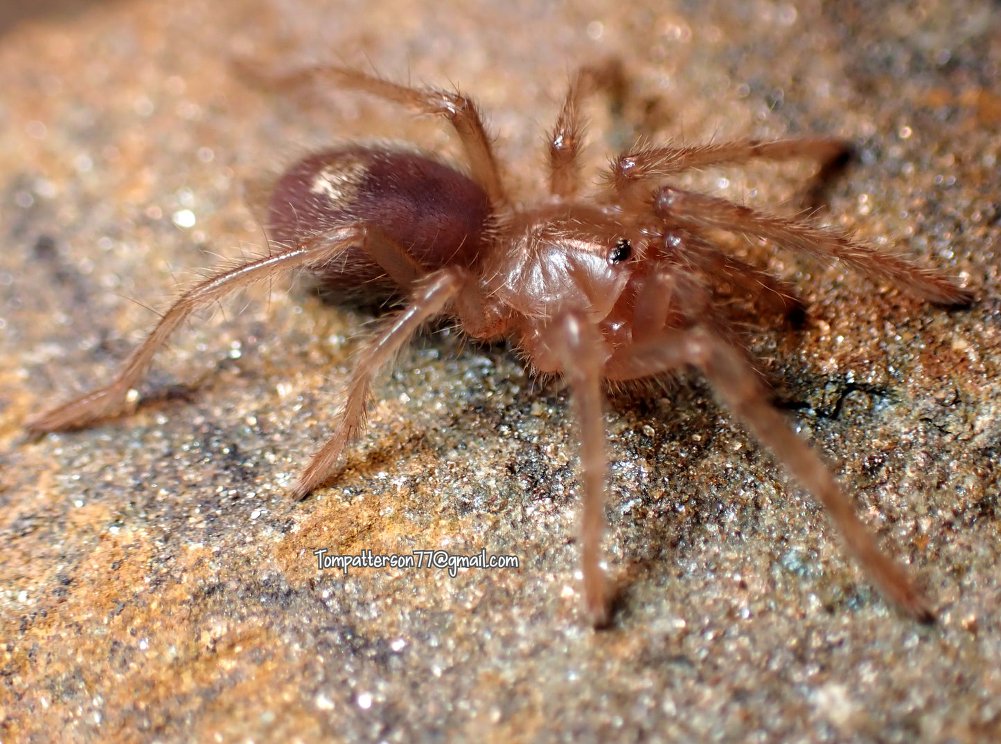 Thrixopelma sp. cajamarca “orange” 1/2”