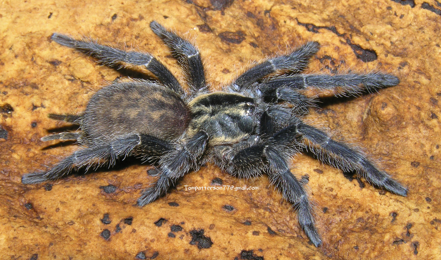 Heterothele sp. villosela 1”