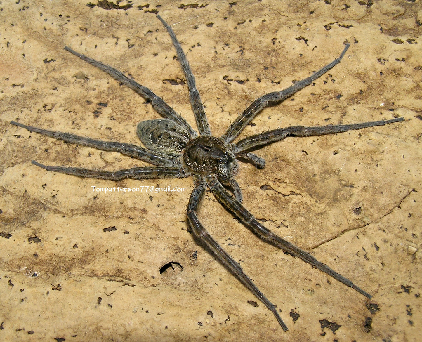 Dolomedes okefinokensis 4”- 5”