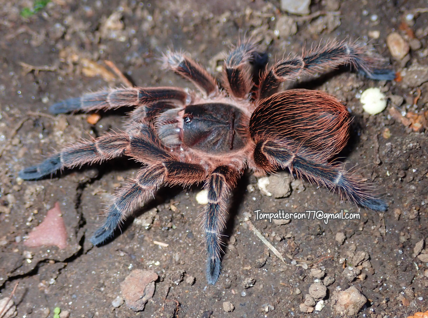 Phormictopus cautus 2”