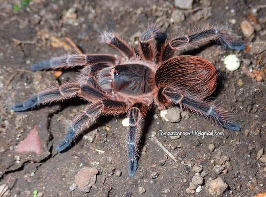 Phormictopus cautus 2”