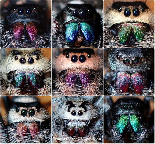 Phiddipus regius “Regal jumping spiders” group of 2