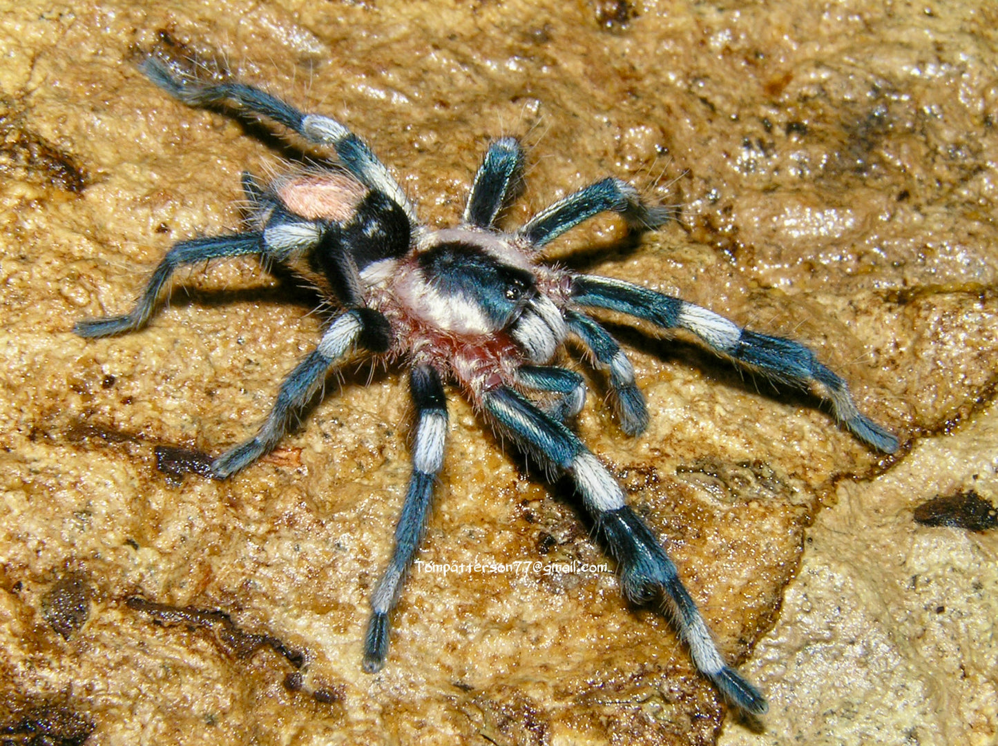 Cyriocosmus ritae 1/4”
