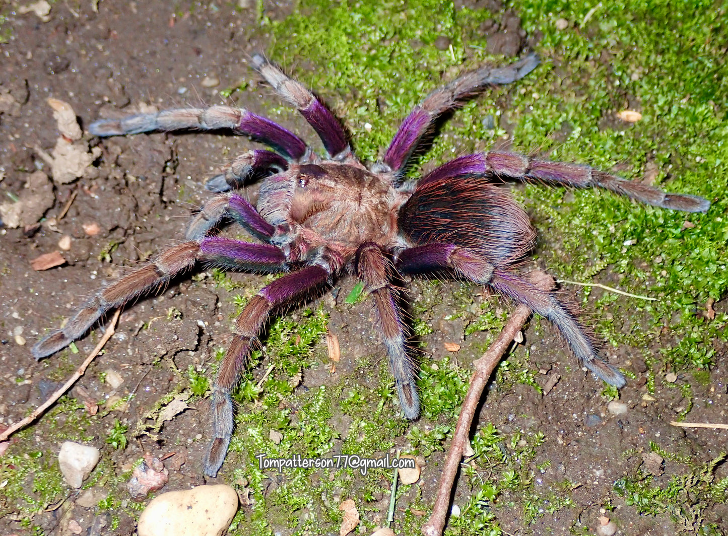 Pamphobeteus insignis (Colombia)