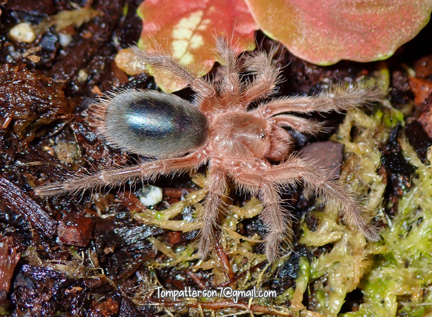 Grammostola mendozae