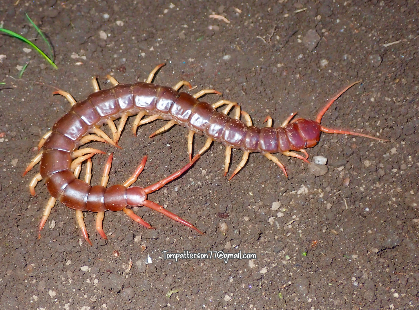 Scolopendra sp. “Thailand” 7”+