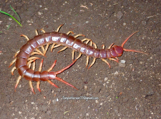 Scolopendra sp. “Thailand” 7”+