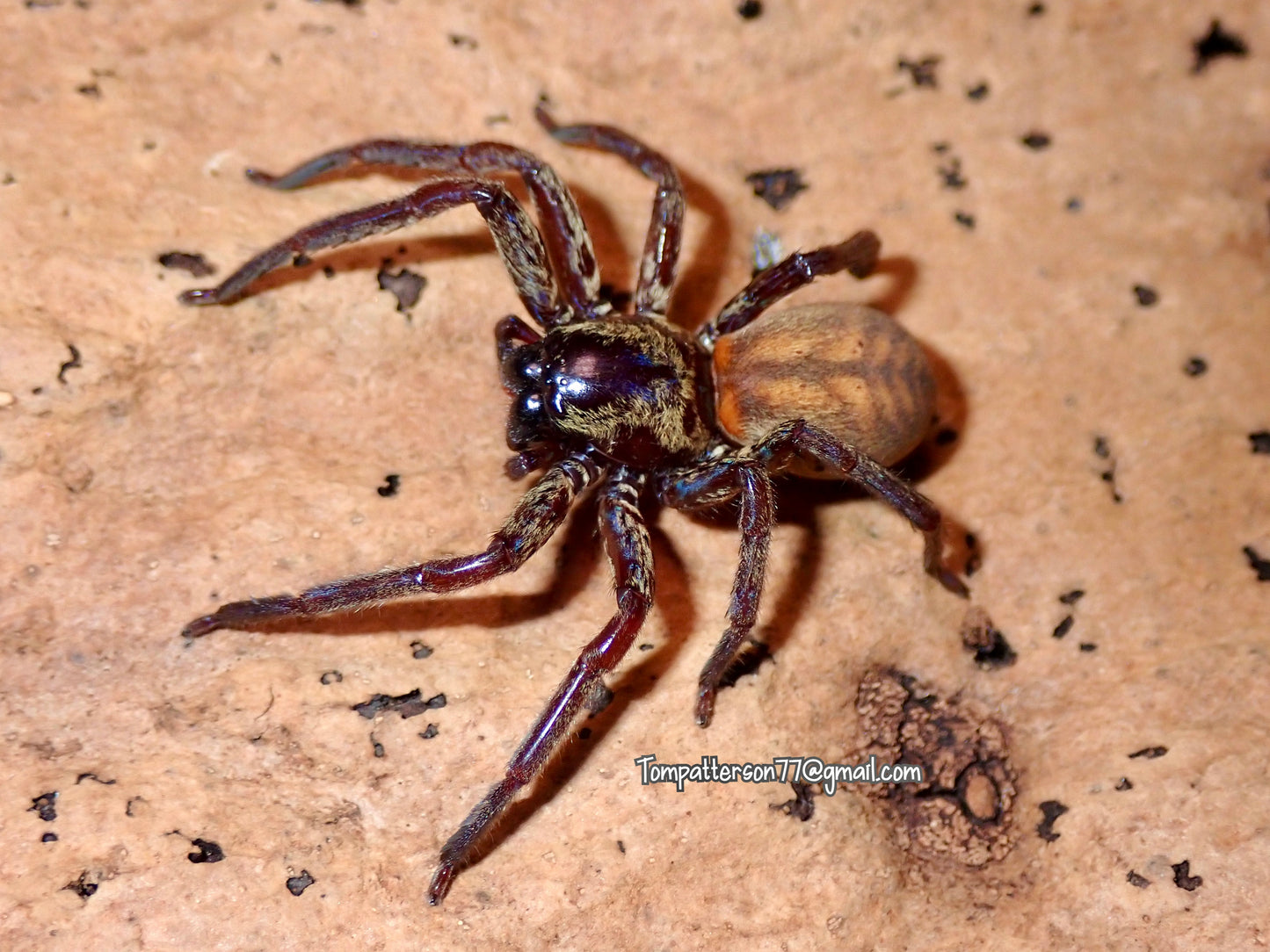 Thelcticopis severa 2”
