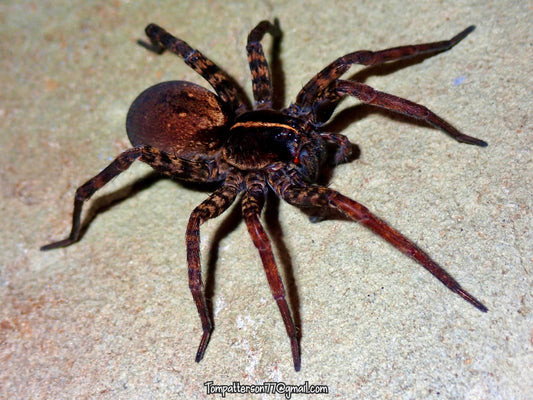 Tigrosa georgicola 1”- 1.5”