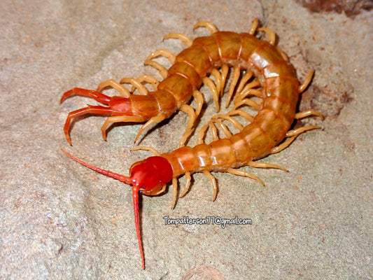 Scolopendra mutilans “gold morph” 3”  - 5”