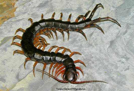 Scolopendra hainanum 4” - 5”