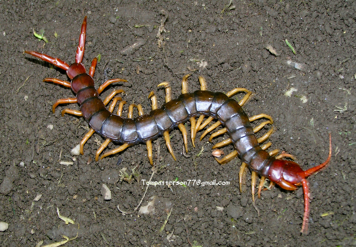 Scolopendra mutilans 3” - 4”
