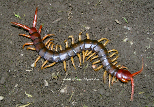 Scolopendra mutilans 3” - 4”