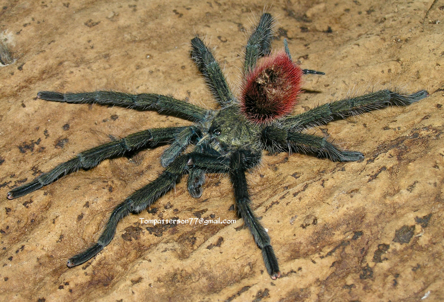 Thrixopelma ockerti