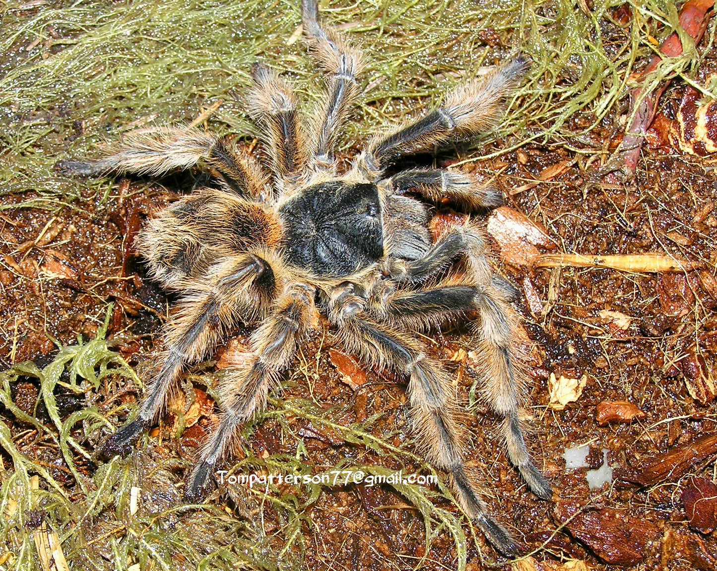 Phrixotrichus vulpinus 1/2”