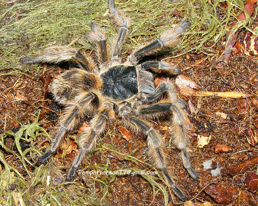 Phrixotrichus vulpinus 1/2”