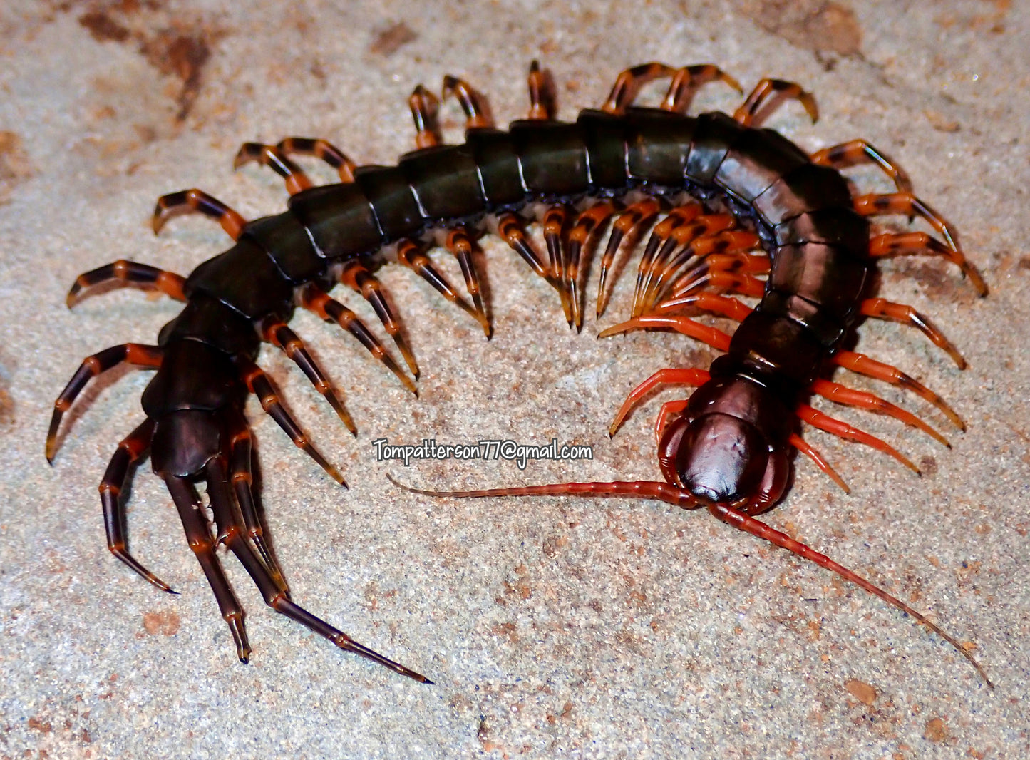 Scolopendra hainanum “black” 4” - 6”