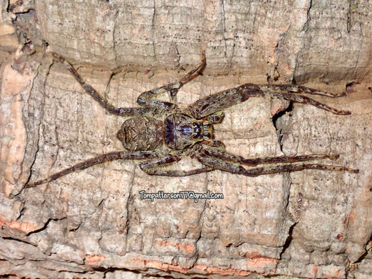 Pandercetes sp. “Guangxi” 2” - 3”