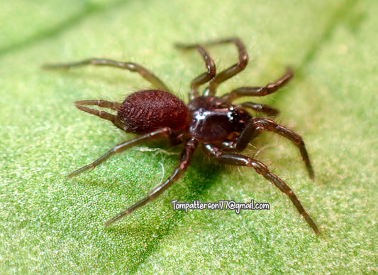 Orientothele yani (ex. Macrothele) 1/2”