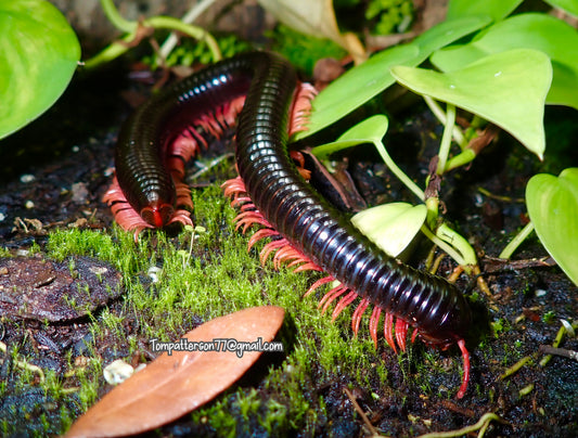 Balustreptus sp. “Giant Pink Leg Ghost Rider millipede” 8” - 9”