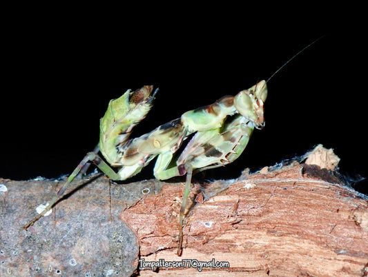 Creobroter nebulosa “Chinese flower mantis” subadult