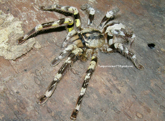 Poecilotheria striata