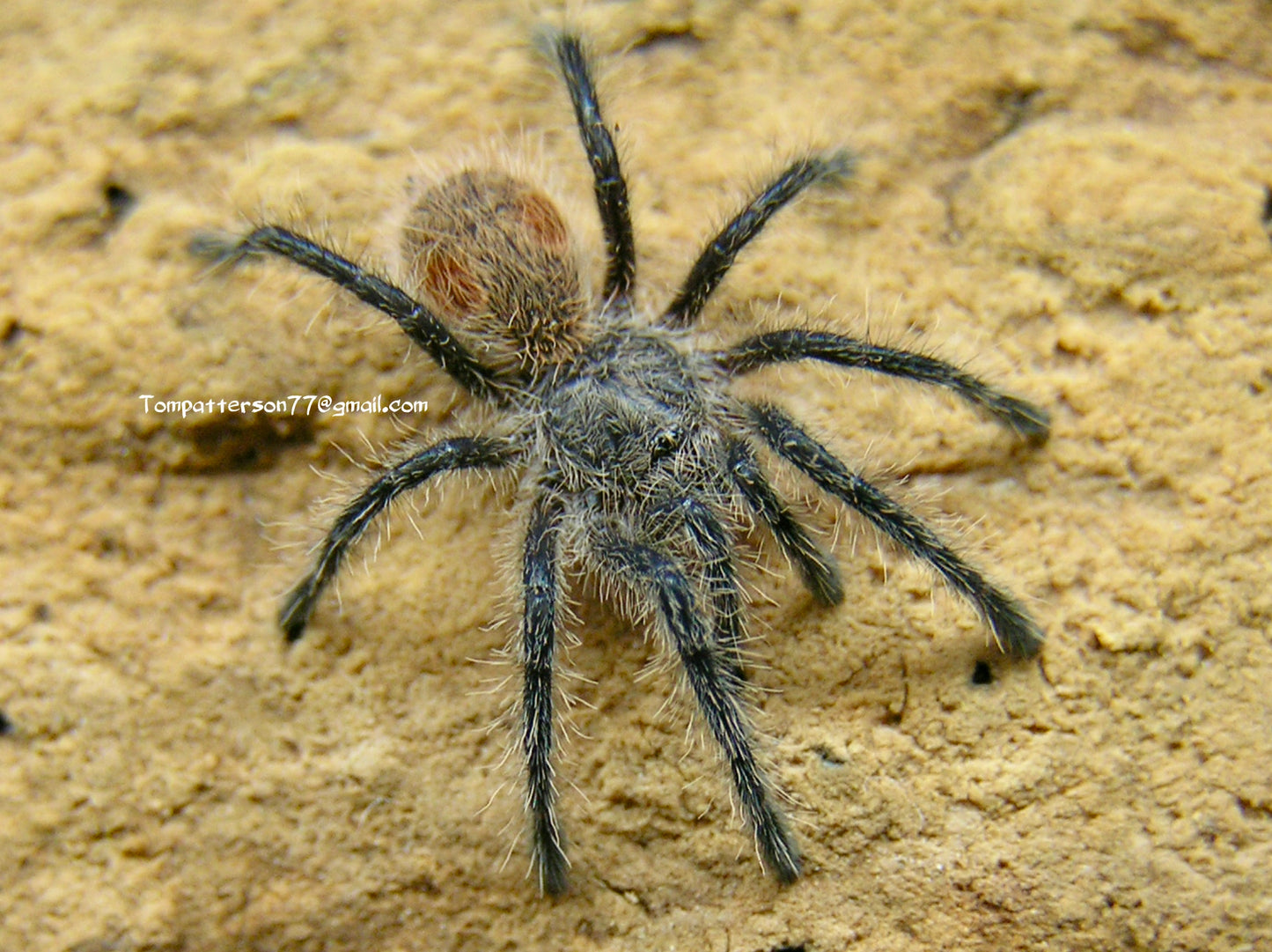 Phrixotrichus vulpinus 1/2”