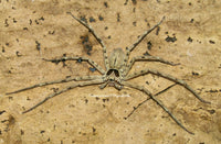 Heteropoda venatoria 2”