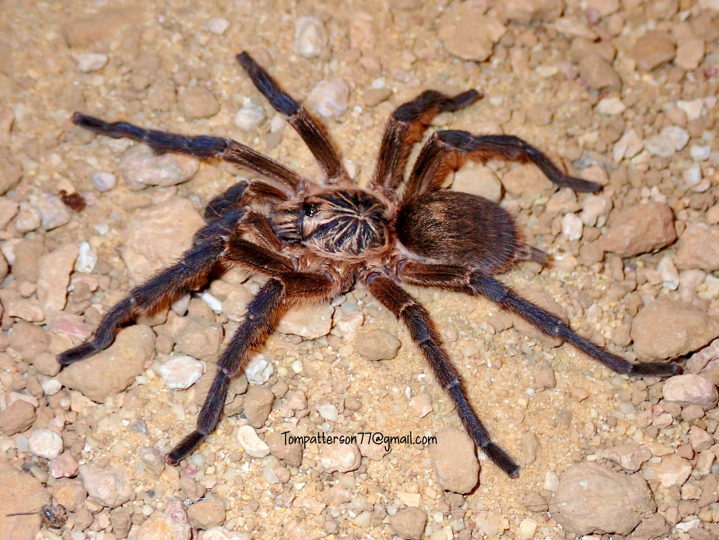 Harpactira pulchripes