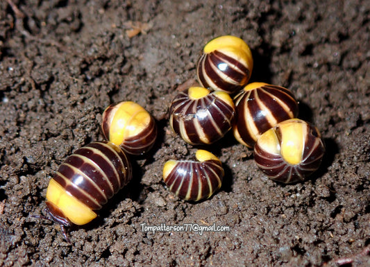 Hyleoglomeris sp. “Rubber Ducky Pill Millipede” 1/2” - 3/4”