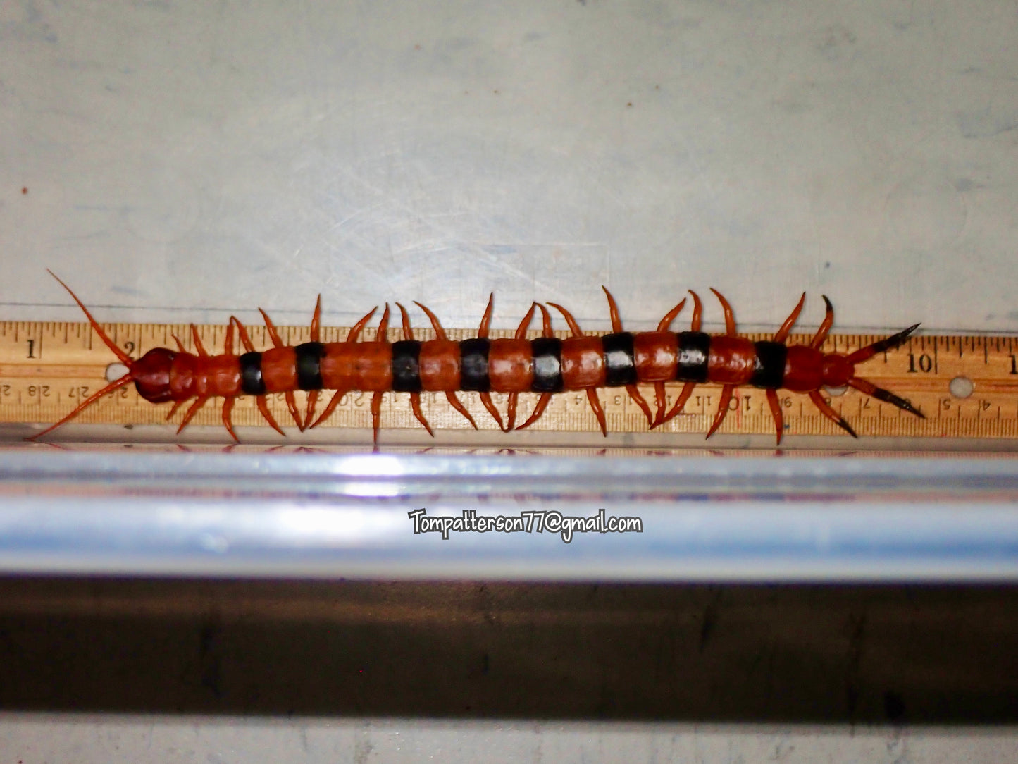 Scolopendra hardwickei 7” - 9”
