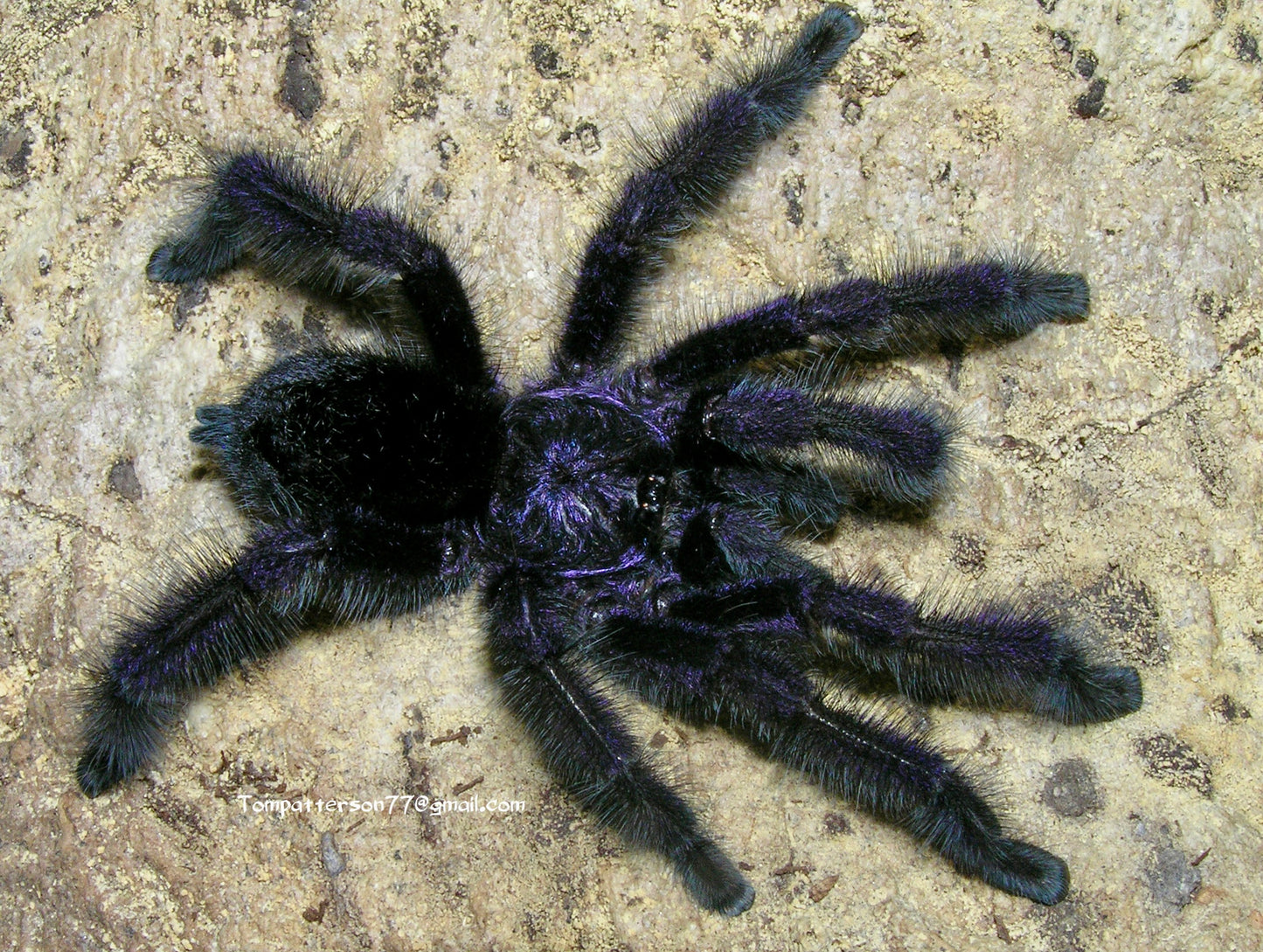 Avicularia purpurea 3/4”