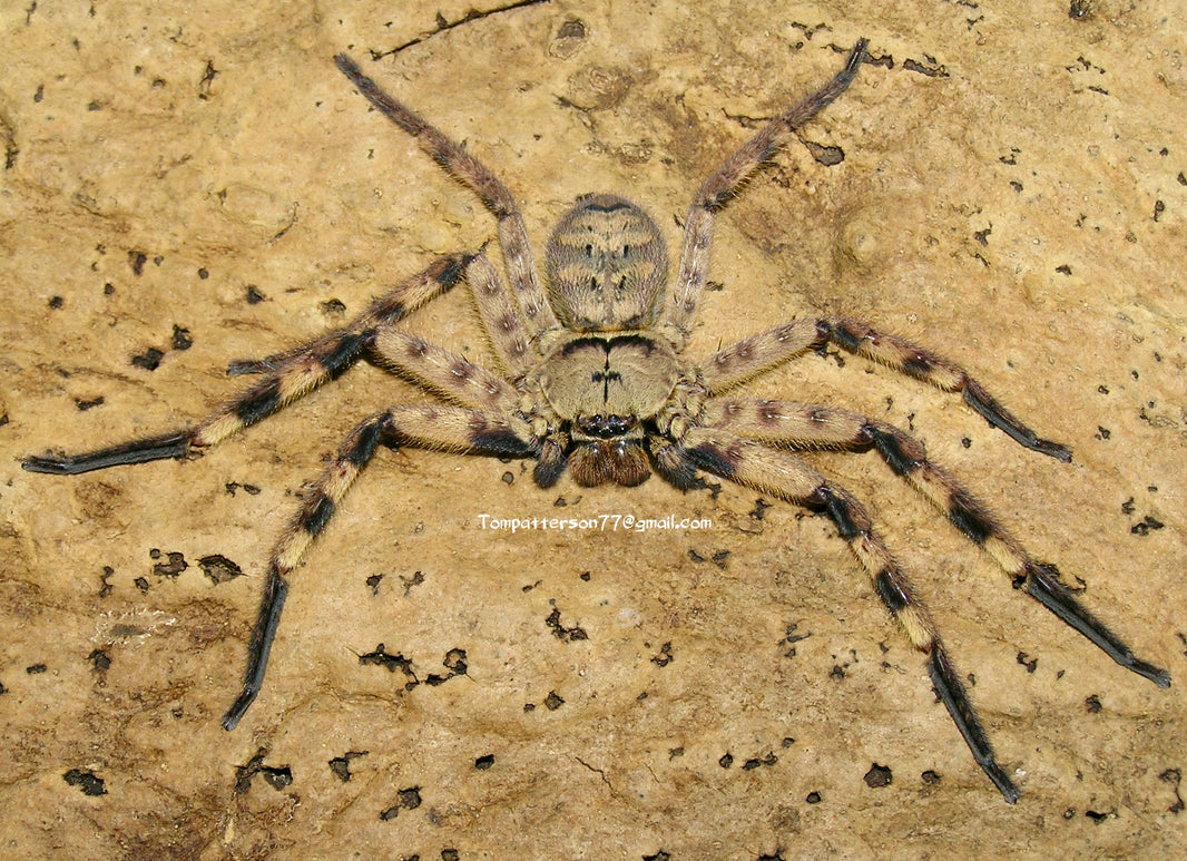 TRUE SPIDERS & MYGALOMORPHS – Hardcore Arachnids