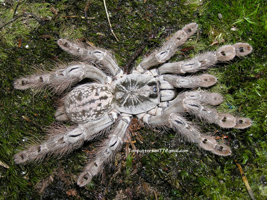 Heteroscodra maculata 3/4”