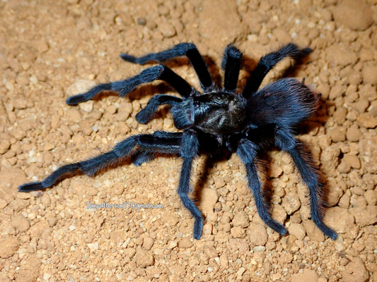 Aphonopelma moderatum mature males 3” - 4”
