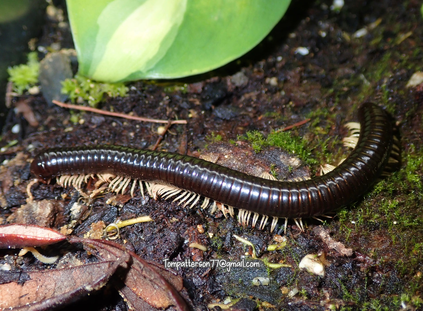 Cameroon Yellow Foot Millipede 6”