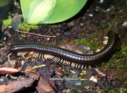 Cameroon Yellow Foot Millipede 6”