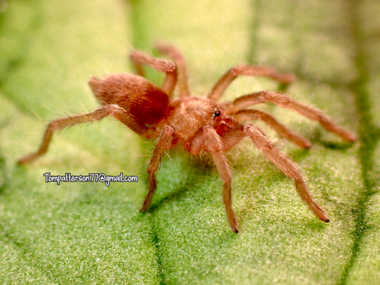 Ischnocolus valentinus 1/2”