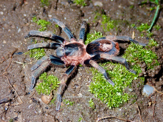 Cardiopelma mascatum 1/4”