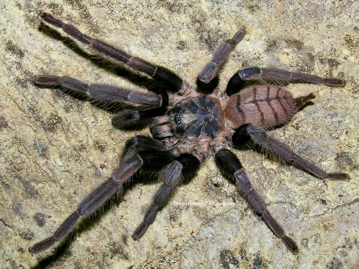 Chilobrachys fimbriatus